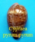 Cypraea pyrum pyrum, Gmelin 1791